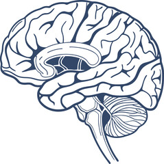 Human brain vector hand drawn. Vector anatomy illustration of the human brain. Brain vector art with white background.