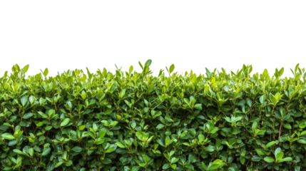Lush green hedge garden nature outdoor isolated on transparent background