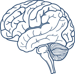 Human brain vector hand drawn. Vector anatomy illustration of the human brain. Brain vector art with white background.