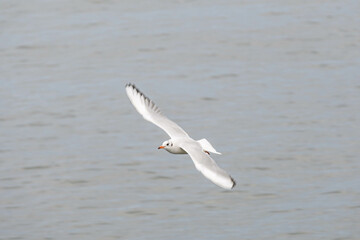 神戸のメリケンパークにやってきたかもめが空を舞う
