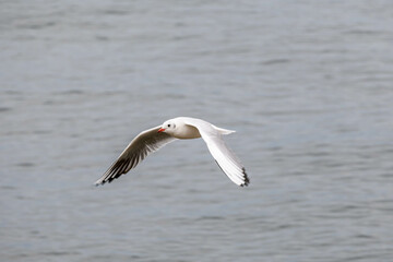 神戸のメリケンパークにやってきたかもめが空を舞う