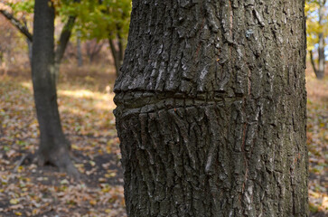 Forest, trees and branches, place to relax, nature of eastern Ukraine