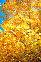 Forest autumn colored orange yellow red maple leaf tree against a clear blue sky background. Warm vibrant color foliage outdoors in a park. Nature landscape background.