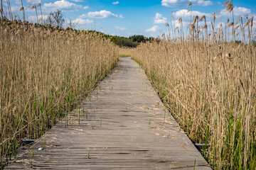Fototapeta premium Hiking path in flooded meadows in the Zeimena valley, Svencioneliai, Lithuania
