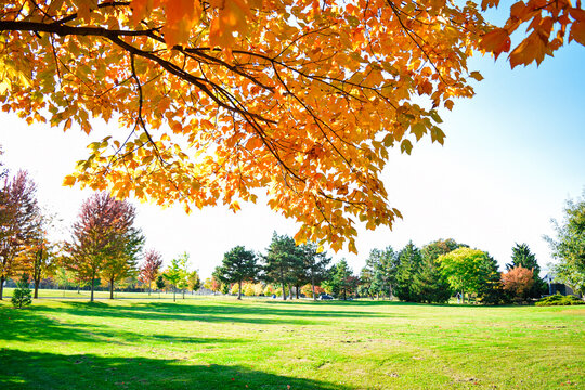 Beautiful vibrant autumn landscape with yellow trees and sun. Colorful foliage in the park. Natural falling leaves landscape background with trees on a warm sunny weather day. October season