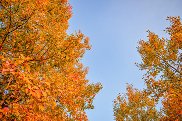 Changing orange forest maple tree leaves in the autumn fall season against blue sky background. Warm evening nature day at a park outdoors. Landscape background in october. Maple leaf foliage