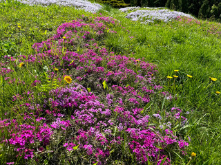 Alpine meadow grass, dwarf phlox and dandelions flowers.