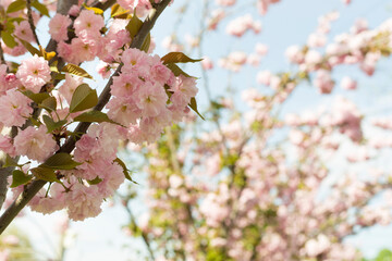 Beautiful sakura trees blooming in park, closeup view
