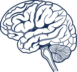 Human brain vector hand drawn. Vector anatomy illustration of the human brain. Brain vector art with white background.