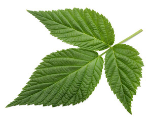 Raspberry Leaf Isolated on Transparent Background PNG