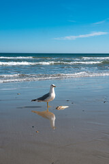 seagull on the beach eating a fish