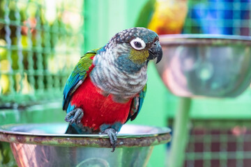 Close up of a colorful parrot. Selective focus.