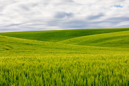 USA, Washington State, Palouse. Pullman. Green wheat fields.