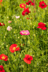 USA, Washington State, Palouse, Colfax. Variety of colored poppy flowers growing in the green wheat.