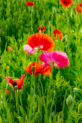 Obraz premium USA, Washington State, Palouse, Colfax. Variety of colored poppy flowers growing in the green wheat.