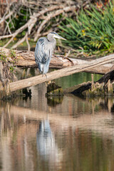 Union Bay Natural Area, Seattle, Washington State, USA. Great Blue Heron at the Yesler Slough.