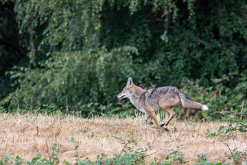 Union Bay Natural Area, Seattle, Washington State, USA. An urban coyote running.