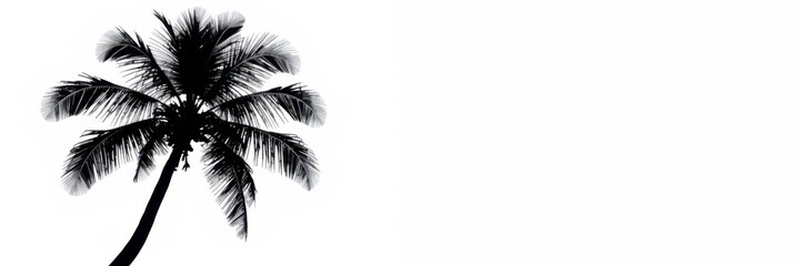 Elegant, isolated black and white palm tree silhouette , background, detail