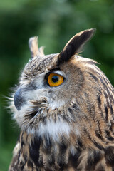 USA, West Virginia, White Sulphur Springs. Bird of prey