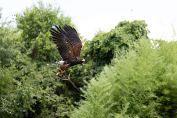 USA, West Virginia, White Sulphur Springs. Bird of prey