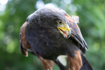 USA, West Virginia, White Sulphur Springs. Bird of prey