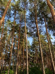Fototapeta premium forest nature
