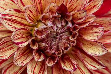 USA, Washington State, Issaquah. Dahlias on display