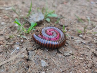 A giant brown and maroon millipede coiled on the dry, cracked ground