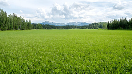 Obraz premium Lush green meadow, mountain backdrop, summer day, nature scene, landscape photography