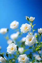 Obraz premium Blooming White Roses with Yellow Centers, Soft Buds, and Green Leaves Against a Blue Sky