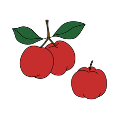 Vector coloured illustration of Acerola tree fruit on isolated background. Hand drawn Malpighia glabra or Barbados cherry. Exotic food, vitamin. Design element for logo, card, label, print, wrapping