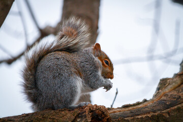 Squirrel with a nut