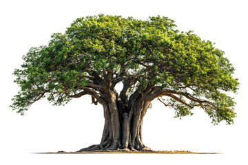 Majestic tree growth nature landscape green environment serenity isolated on transparent background