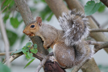 Angry Squirrel