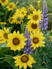 Obraz premium Spring wildflowers in full bloom on Dalles Mountain in Columbia Hills State Park.