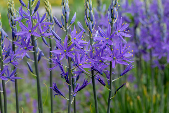 purple camas flowers in full bloom, capturing the essence of springtime beauty. These flowers grow tall against a blurred natural background, showcasing their unique structure and delicate petals.