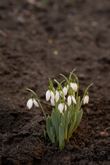 Snowdrops in spring. First flowers.