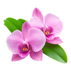 Obraz premium Premium Shot of a Fresh Pink Orchid Flower in Full Bloom - Ideal for Gardening Websites and Interior Design Blogs