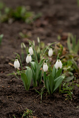 Snowdrops in spring. First flowers.