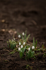 Snowdrops in spring. First flowers.