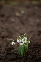 Snowdrops in spring. First flowers.