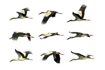 Obraz premium Openbill stork Flying isolated on white background.