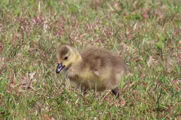 Gosling of canadian goose on the grass, closeup