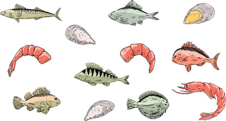 fishes vector set. Pike perch, ruff fish, mackerel, pagers major, roach, crucian carp fish, shrimp, mussels. Multicolored clipart sea food, healthy meal, mediterranean, sea food, restaurant menu