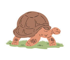 Large Galapagos tortoise. Reptile turtle with shell. Nature and fauna. Animal in the wild and zoo. Wildlife animal. Vector illustration isolated on white background