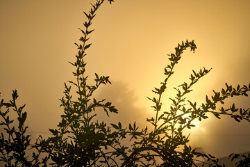 Sunrise Through Dense Forest Fog
