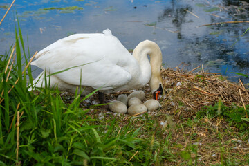 Schwan k&uuml;mmert sich um sein Gelege und dreht die Eier mit dem Schnabel um