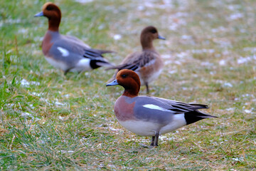 aufmerksame Pfeifenten