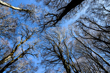 forêt de hêtres