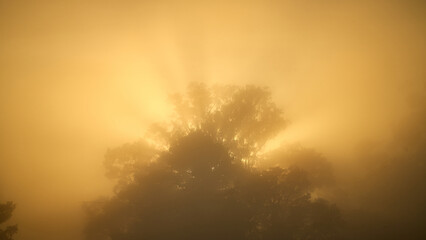 Forest Trees in Sunrise Fog